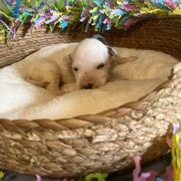 Rocky Road- Periwinkle- HUA - White and black female Dalmatian puppy in Claremore, Oklahoma from Lotsofdots Dalmatians