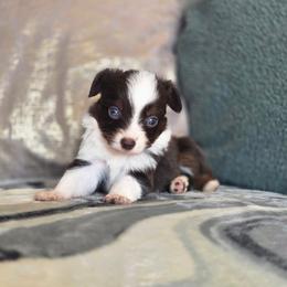 Ranger - Red tri male Toy Australian Shepherd puppy in Killen, Alabama from Wilkers Wholehearted Mini Aussies