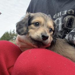 3rd Born Shaded Cream - Cream male Dachshund puppy in Rochester, Washington from Curtiss Dachshunds