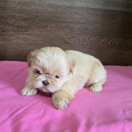 Female 1 - Lilac female Shih Tzu puppy in Meadows Of Dan, Virginia from Walt’s Shih Tzus