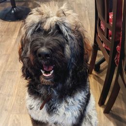 Bruno - Goldendoodle