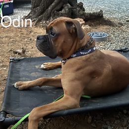 Boxer All Grown Up from Sunshine Boxers 95988