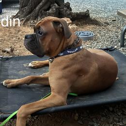 Boxer All Grown Up from Sunshine Boxers 95988