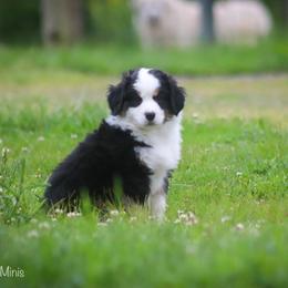 Miniature American Shepherd Puppies from Casita Miniature American Shepherds