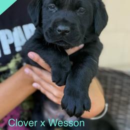 Boy 1 - Black male Labrador Retriever puppy in Wilson’s, Virginia from Cedar Hill Farm Labradors