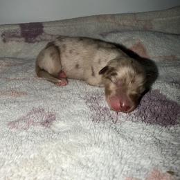Jellybean - Red merle male Australian Shepherd puppy in Windsor, New York from Double B Aussies