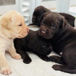 Labrador Retriever Puppies from Pleasant Valley Creekside Ranch, LLC