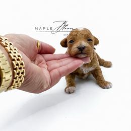 Dublin - Red  male Poodle puppy in Glen Rose, Texas from Maple Bloom Canine Co.
