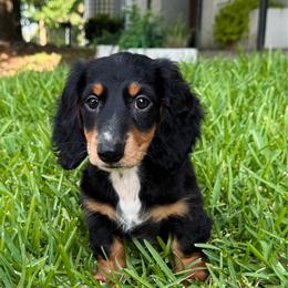 Tucker - Dachshund
