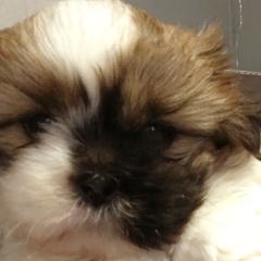 French Bulldogs, Goldendoodles, and Mal-Shis from Courtney Nicole's Goldendoodles