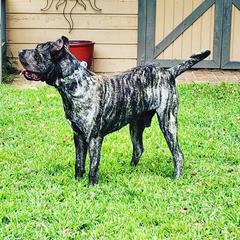 Perro de Presa Canarios from Budabin Perro de Presa Canario