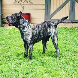 Perro de Presa Canarios from Budabin Perro de Presa Canario