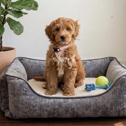 Sprinkles 3000 - Brown and white female Sheepadoodle puppy in Los Angeles, California from Exquisite Doodles