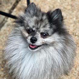 Fidget - Pomeranian