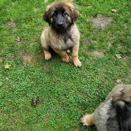 Leonberger Puppies from Quinnehtukqut Leonbergers