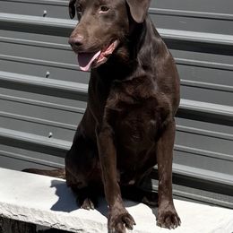 HRCH Lane - Labrador Retriever
