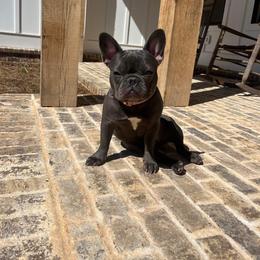 French Bulldog Puppies from Fancy Face Frenchies