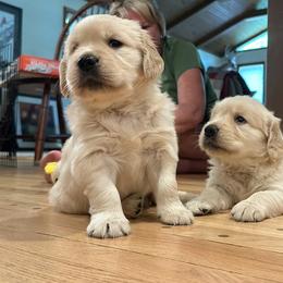 Golden Retriever Puppies from Christiana Creek Goldens