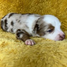 Girl 5 - Red merle female Miniature Australian Shepherd puppy in Hokes Bluff, Alabama from Alegria Toy Aussies