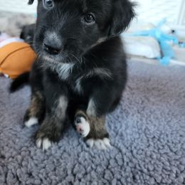 Australian Shepherd Puppies from Summit Australian Shepherds