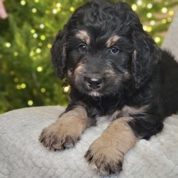 Joy - Phantom female Bernedoodle puppy in Shelton, Washington from NW Bernedoodles of Washington