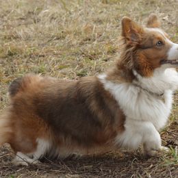 Pembroke Welsh Corgi All Grown Up from Metzger Homestead