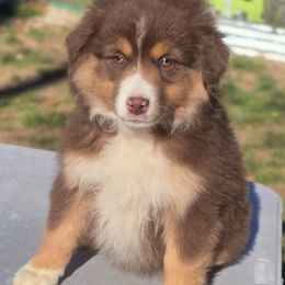 Hot pink - Red tri-color female Miniature American Shepherd puppy in Cool, California from Foothill Aussies