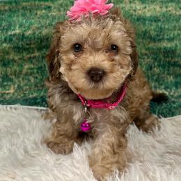 Blanche - Brown female Poodle puppy in Lancaster, Missouri from Cavapoo Acres
