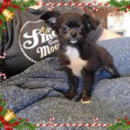 Jolly - Black and white female Chihuahua puppy in Demorest, Georgia from Sourpatch Chihuahuas