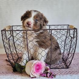Remington - Red merle male Australian Shepherd puppy in Mountain Grove, Missouri from K Bar H Farms