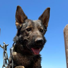 Lieke - Dutch Shepherd