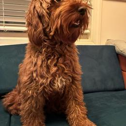 Georgia - Goldendoodle