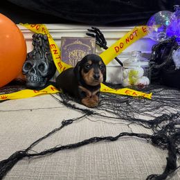 Dirt Rhodes Norman - Black and tan male Dachshund puppy in Wyoming, Rhode Island from Paws Laws k9