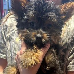 Ruthie- click picture - Parti female Yorkshire Terrier puppy in Kingston, Oklahoma from Lake Life