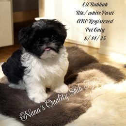 Lil Bubbah - Black and white male Shih Tzu puppy in Sacramento, California from NANA’S  QUALITY SHIH TZU'S