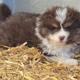 Frost - Chocolate male Pomsky puppy in Gladstone, Virginia from Rustic Charms Miniature Huskys