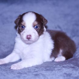 Virginia - Red tri-color female Australian Shepherd puppy in Easton, Missouri from MMA Kennel