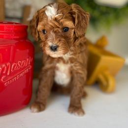 Lil Lady (Teal Collar) - Red  female Poodle puppy in Ogden, Utah from Bells Poodles