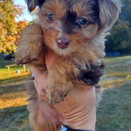 Aussiedoodles and Australian Shepherds from Crystal's Aussies, Doodles and More