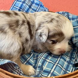 Comet - Red merle male Miniature Australian Shepherd puppy in Port Saint Lucie, Florida from Charlene Brannon's Mini Australian Shepherds