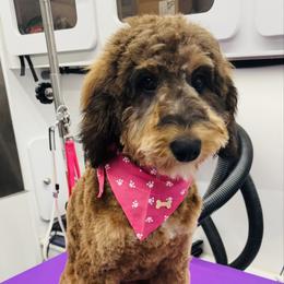 Nutmeg - Sable female Bernedoodle puppy in Yarnell, Arizona from Boulder Mountain Doodles