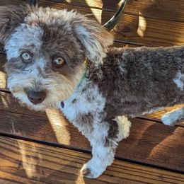 Aussiedoodles from Apple Kreek Kennels