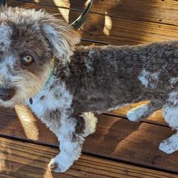 Aussiedoodles from Apple Kreek Kennels