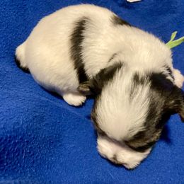 Maltipoo, Morkie, and Yorkipoo Puppies from Danza Bolo