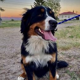 Jayjay - Bernese Mountain Dog