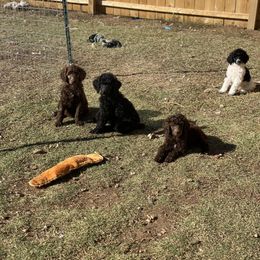Poodle Puppies from Parapoodles