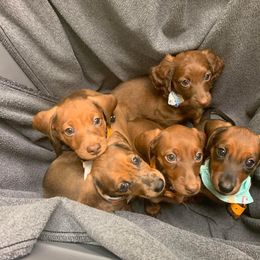 Dachshund Puppies from Slinky’s Dachshunds