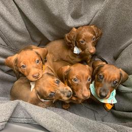 Dachshund Puppies from Slinky’s Dachshunds
