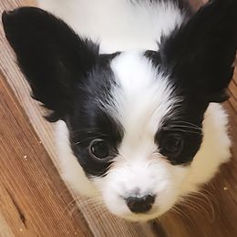 François - White and black male Papillon puppy in Vass, North Carolina from Leslie's Papillons