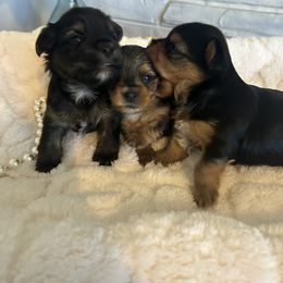 Yorkshire Terrier Puppies from XOXO Yorkies